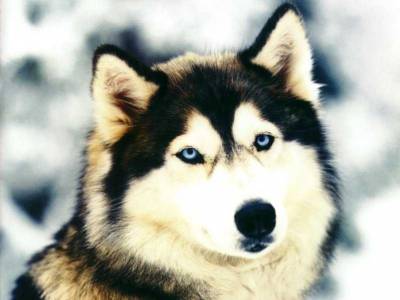Le loup
